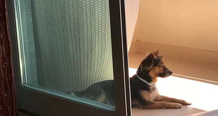 French Door Pet Screen Repair in Altamonte Springs, FL